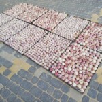 Układanie czosnki na tacach Układanie czosnki na tacach