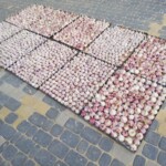 Układanie czosnki na tacach Układanie czosnki na tacach